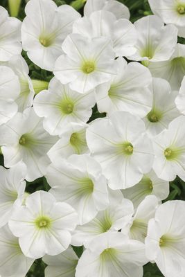 Supertunia™ Mini Vista™ White