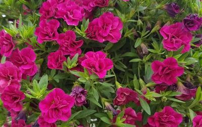 Superbells™ Double Magenta