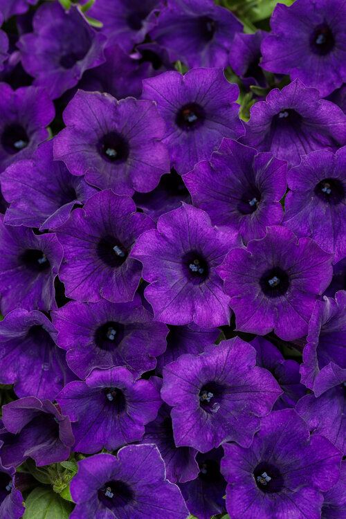Supertunia™ Mini Vista™ Ultramarine