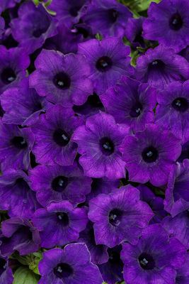 Supertunia™ Mini Vista™ Ultramarine