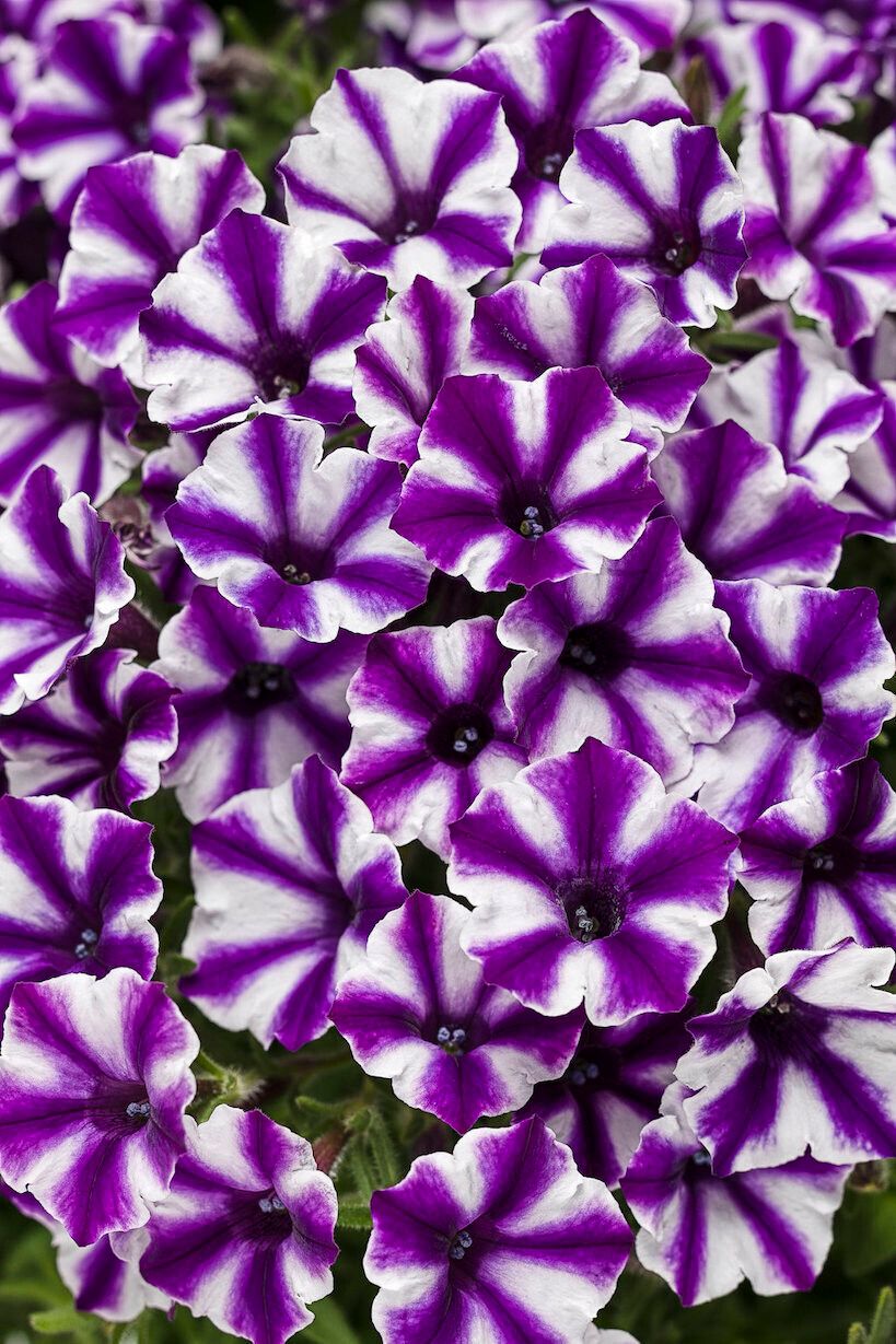 Supertunia™ Mini Vista™ Violet Star