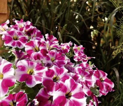 Supertunia™ Cranberry Blast