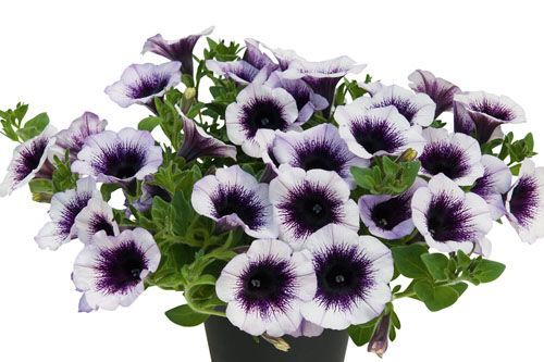 Supertunia™ Designer Black Spot