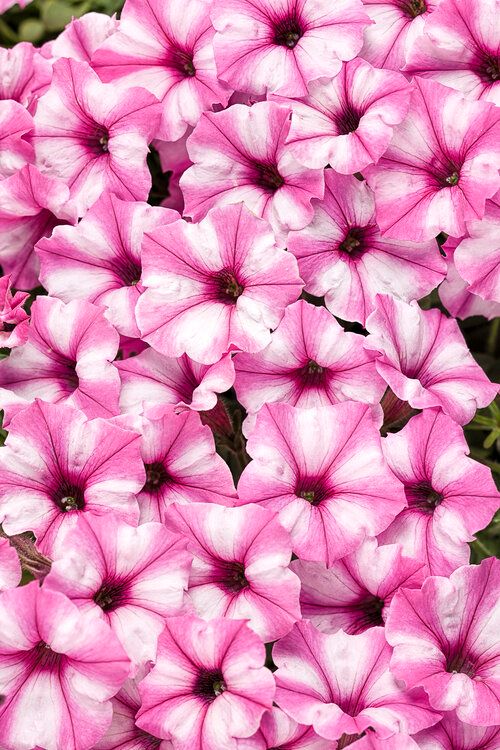 Supertunia™ Mini Vista™ Pink Star