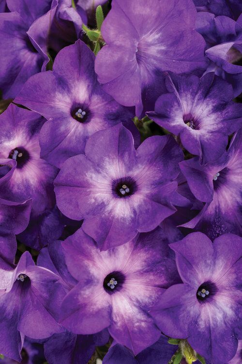 Supertunia™ Blue Moon
