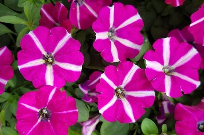 Supertunia™ Sangria Star