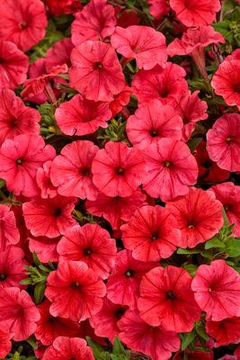 Supertunia™ Mini Vista™ Coral