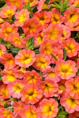 Superbells™ Honey Peach - Coral Sun