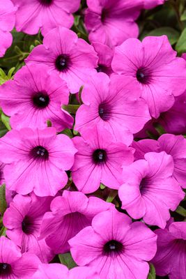 Supertunia™ Vista™ Jazzberry