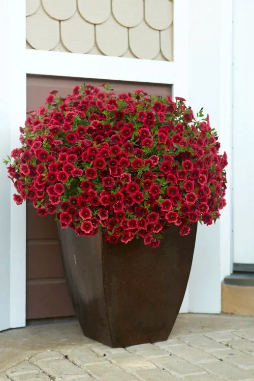 Superbells® &amp; Calibrachoa