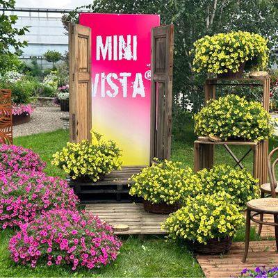 Supertunia Mini Vista®