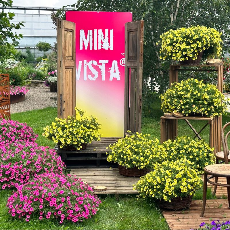 Supertunia Mini Vista®