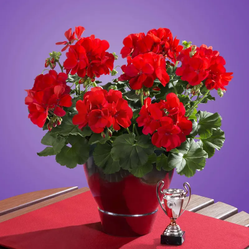 Pelargonie stojące i hybrydowe