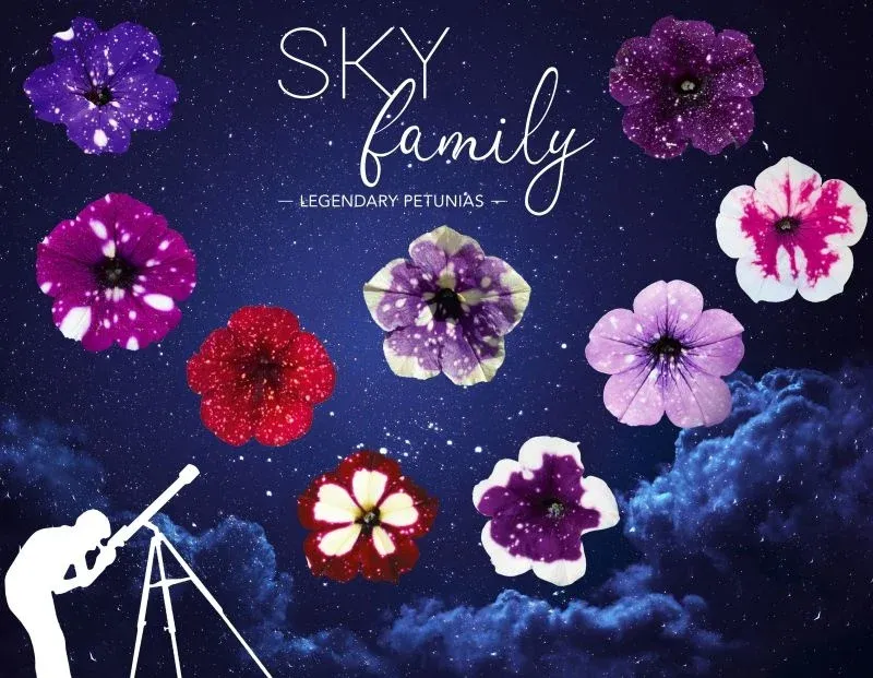 Sky family