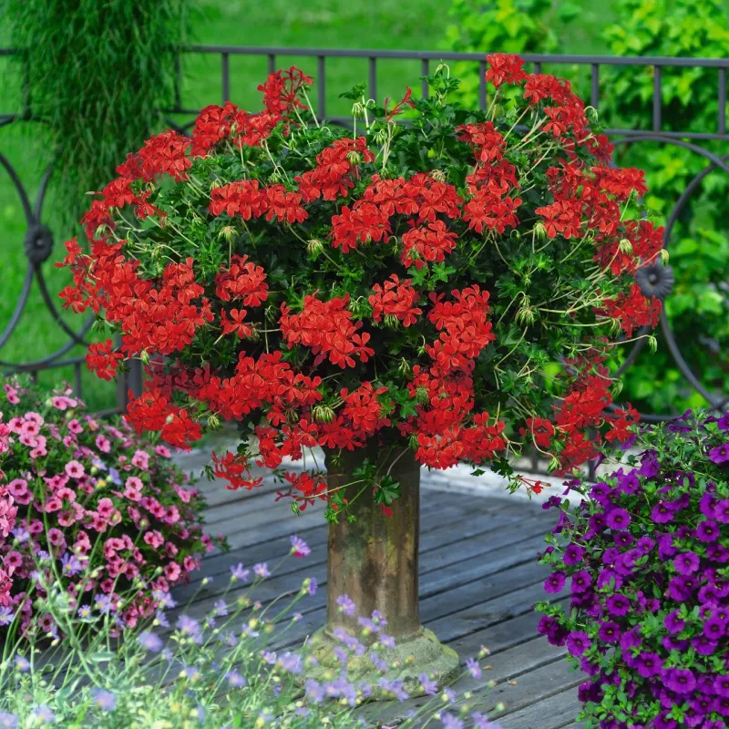 Pelargonie zwisające