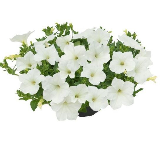 Supertunia™ Kuyamba White