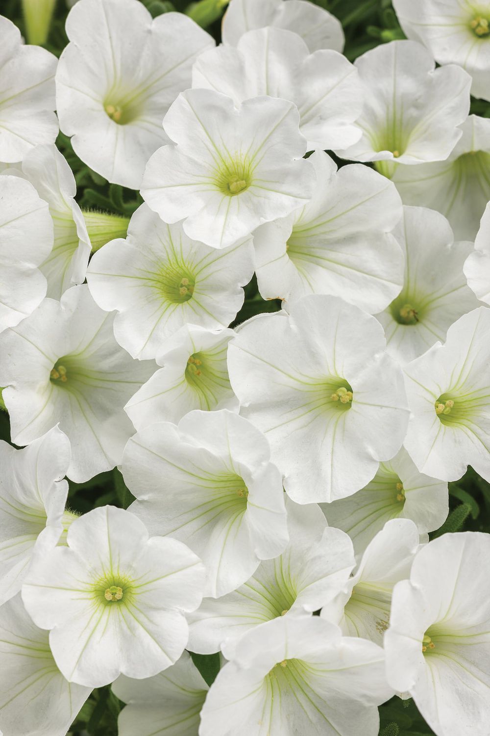 Supertunia™ Mini Vista™ White