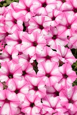 Supertunia™ Mini Vista™ Pink Star