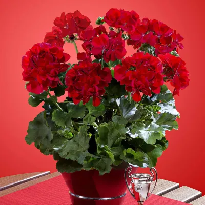 Pelargonia hybrydowa stojąca Champion Red Improved