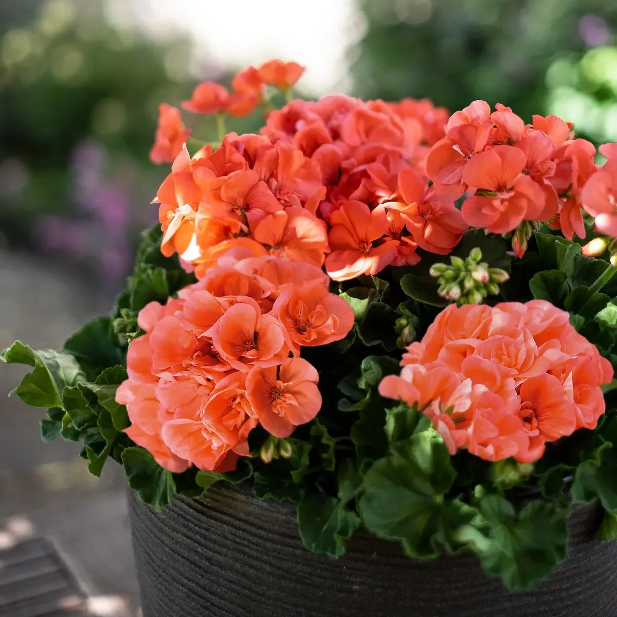 Pelargonia hybrydowa stojąca Champion Salmon