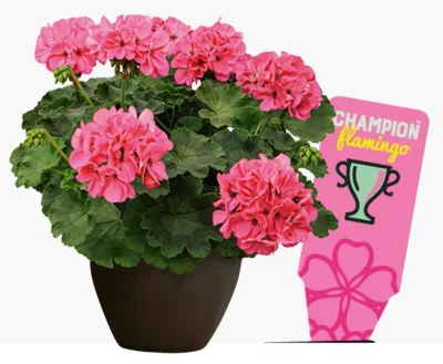 Pelargonia hybrydowa stojąca Champion Flamingo