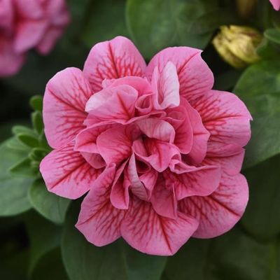 Petunia o podwójnych kwiatach Pink Red Veins