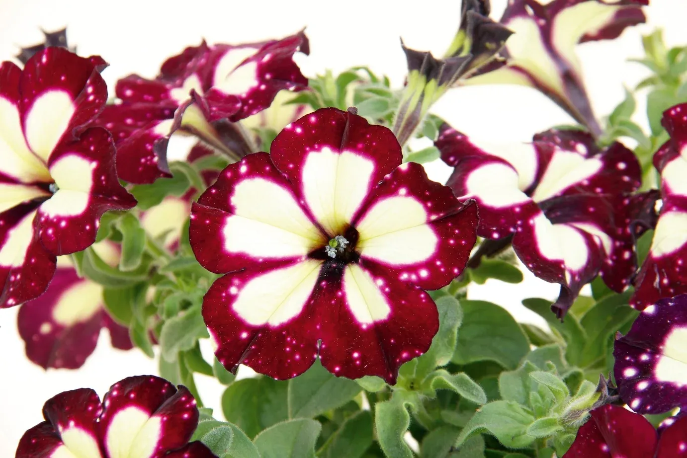 Petunia Sky Family Lightning Sky®