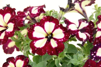 Petunia Sky Family Lightning Sky®