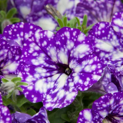 Petunia Sky Family Night Sky®