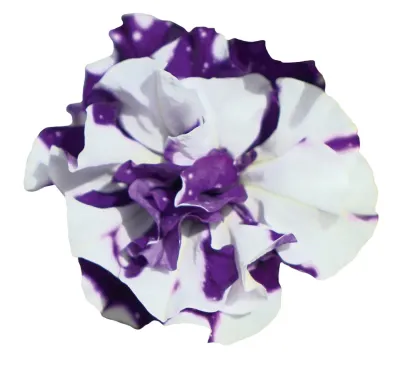 Petunia o podwójnych kwiatach Blue Sky