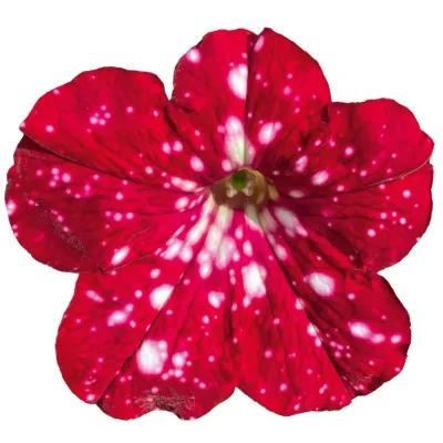 Petunia Sky Family Cherry Sky