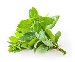 Mint 6 bunches