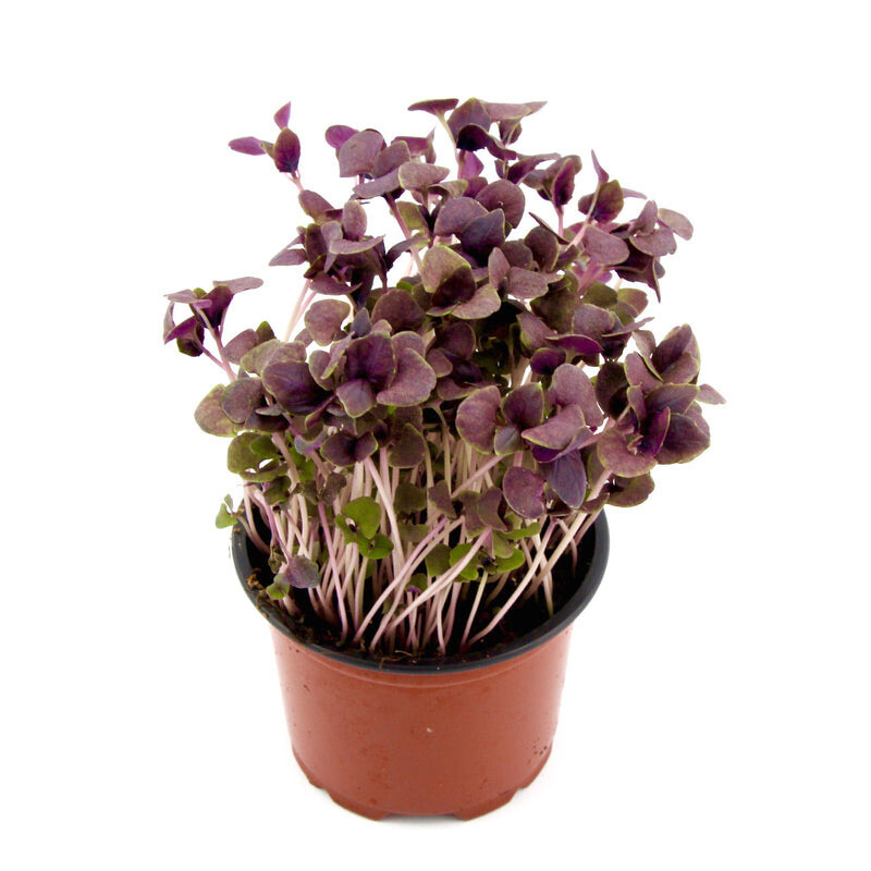 Micro Herbs Pot
