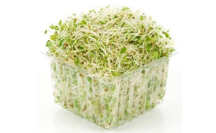 Alfalfa Sprout Punnet