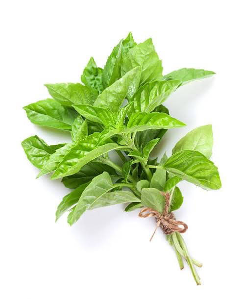 Basil Bunch