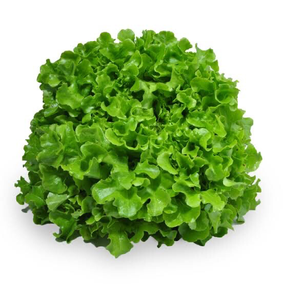 Green Oak Lettuce Each