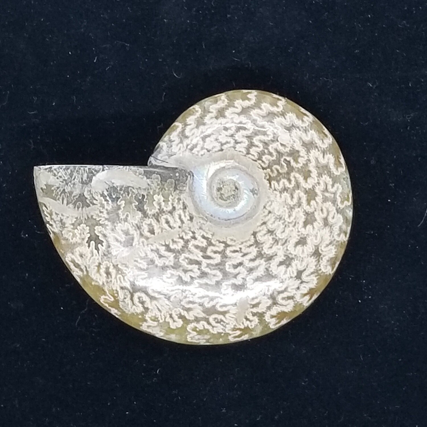 Ammonite Shells, Size: $18