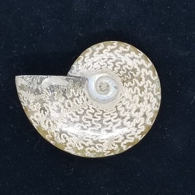 Ammonite Shells