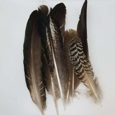 Turkey and Peacock Feathers