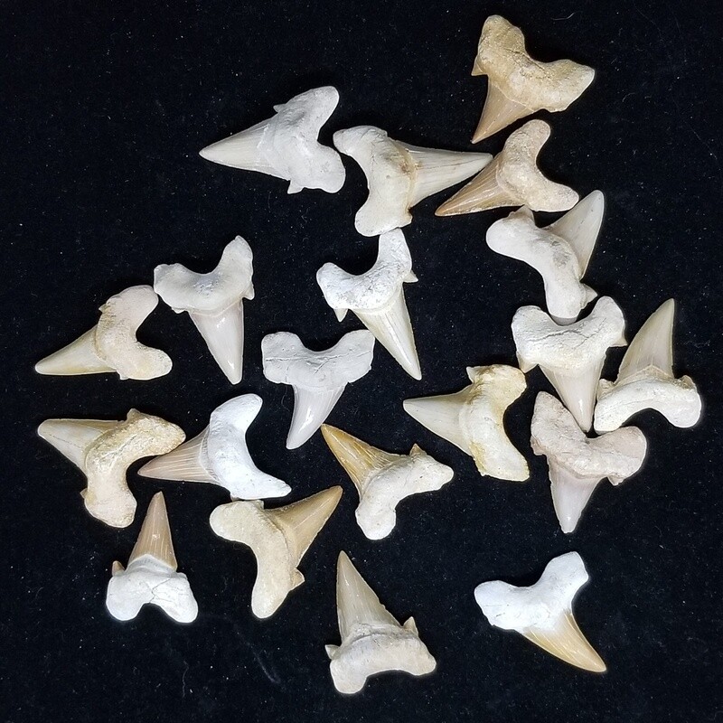 Shark Teeth