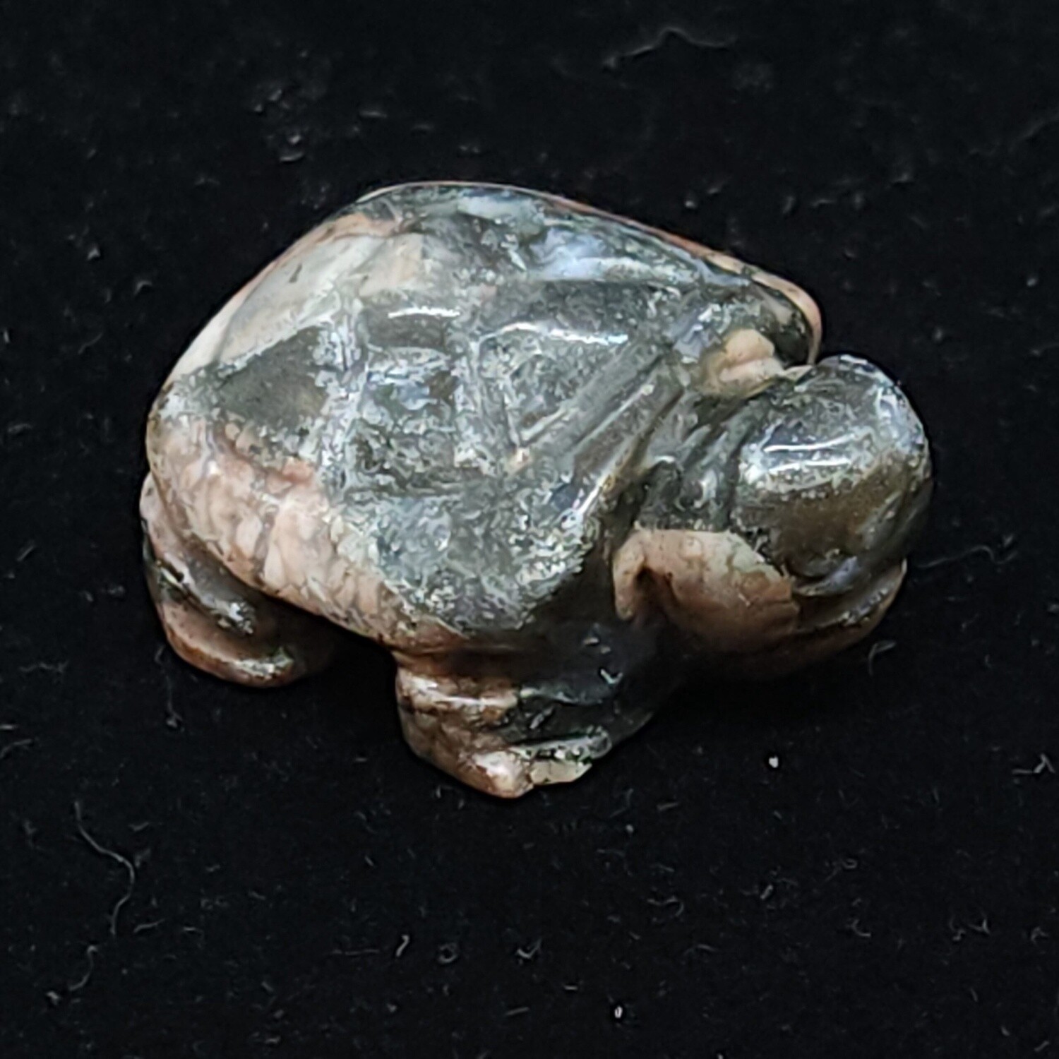 Que Sera Tortoises