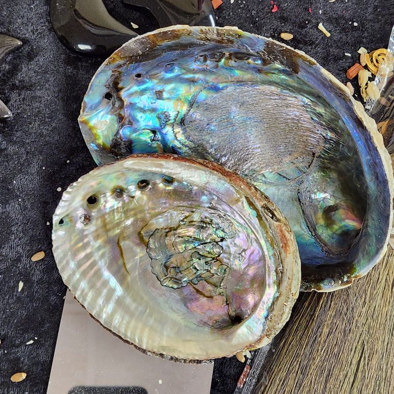 Abalone Shells