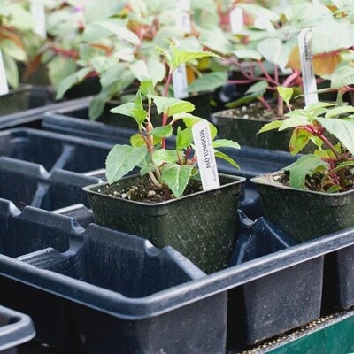 3.5&quot; x 3.5&quot; x 3.25&quot;  Square Black Pot
