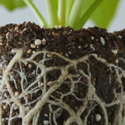 Beneficial Microbes
