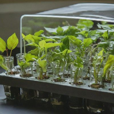 Propagation
