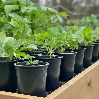 Pots &amp; Containers