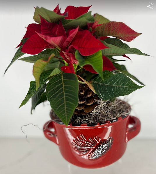 Poinsettia