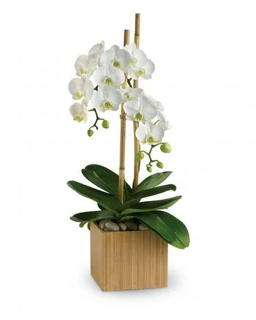 Orchidées opulents