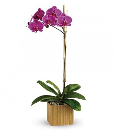 Imperial Violet Orchid