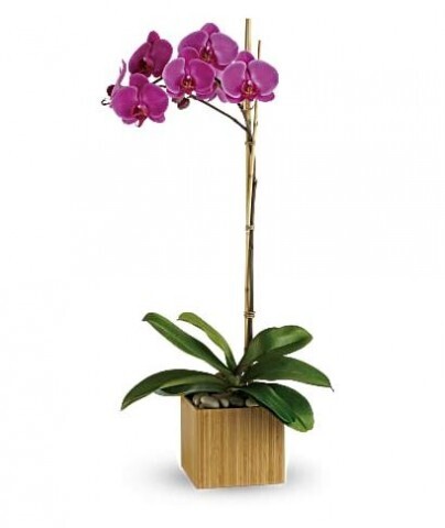 Orchidée violette impériale